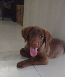 Simon 